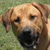 Rescue Dog